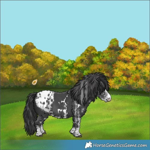 Horse Color:White Spotted Black Appaloosa 