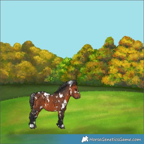 Horse Color:White Spotted Bay 