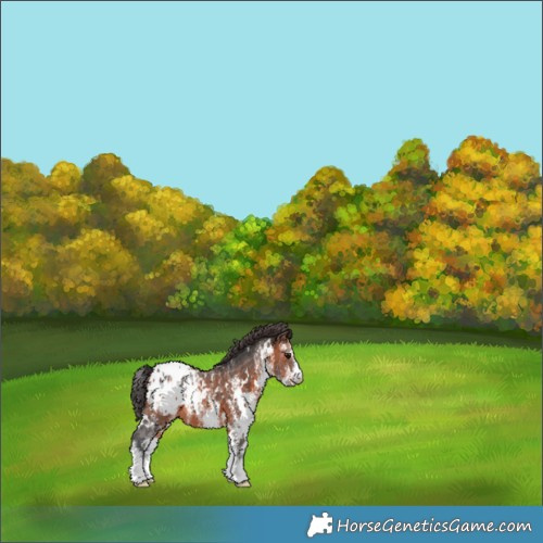 Horse Color:White Spotted Brown Appaloosa 