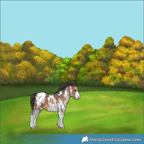 Horse Color:White Spotted Bay Appaloosa 