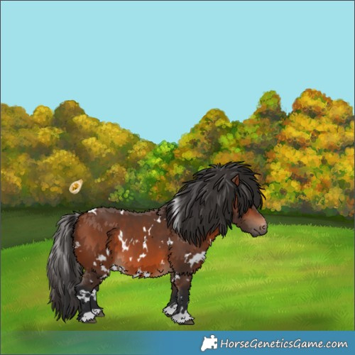 Horse Color:White Spotted Bay 