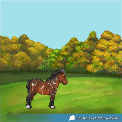 Horse Color:White Spotted Bay 