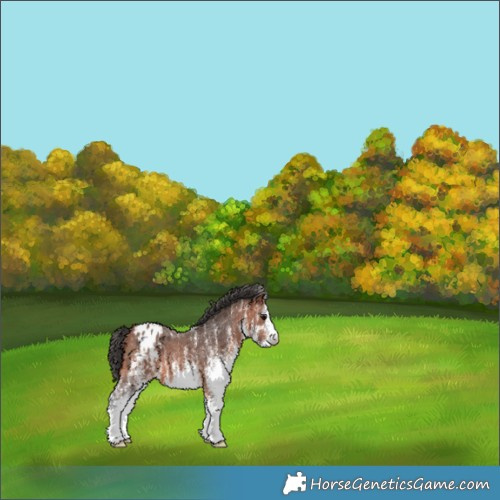 Horse Color:White Spotted Bay Appaloosa 