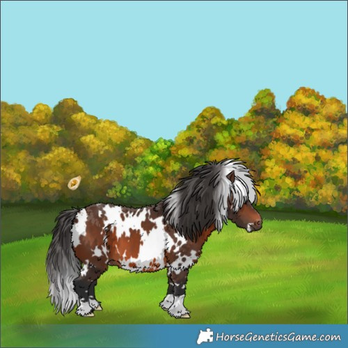 Horse Color:White Spotted Brown 