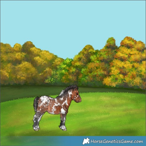 Horse Color:White Spotted Bay Blanket 