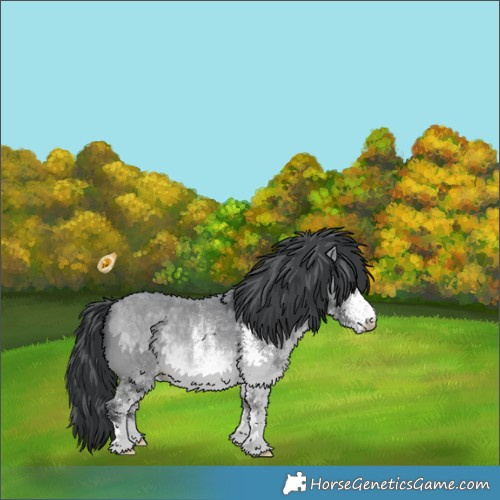 Horse Color:White Spotted Bay Chinchilla 