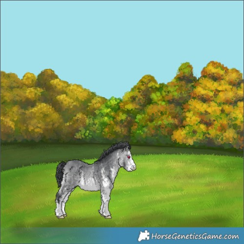 Horse Color:White Spotted Bay Chinchilla 