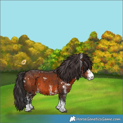Horse Color:White Spotted Brown 
