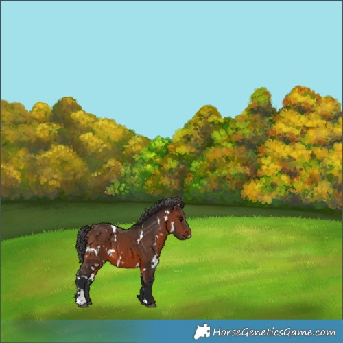 Horse Color:White Spotted Brown 