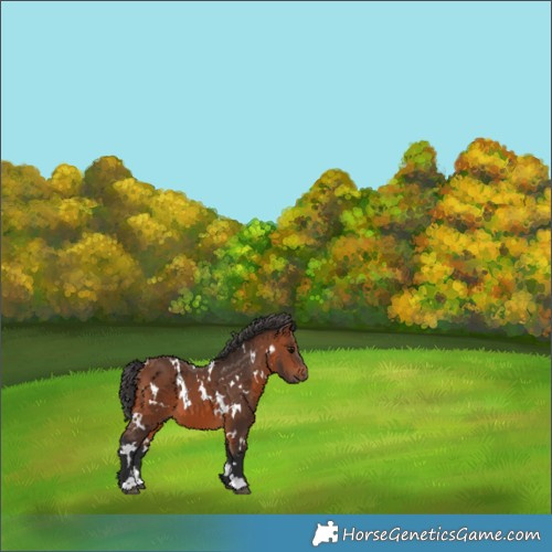 Horse Color:White Spotted Bay 