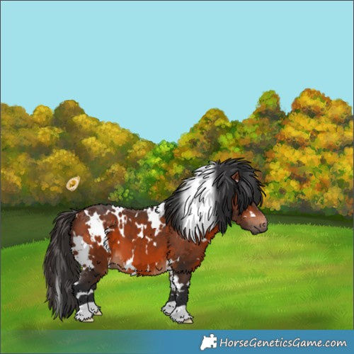 Horse Color:White Spotted Bay 