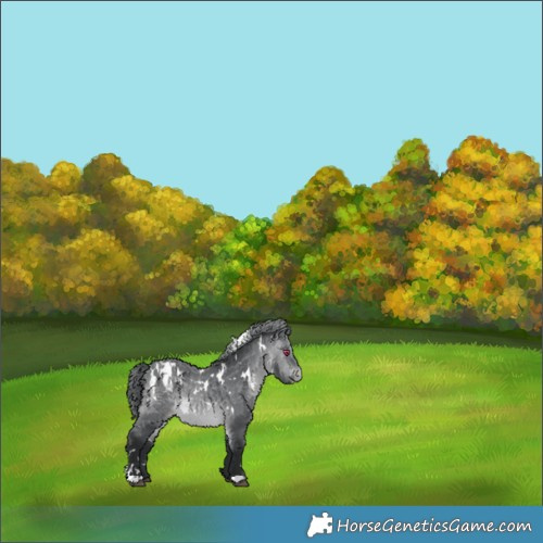 Horse Color:White Spotted Brown Chinchilla Appaloosa 