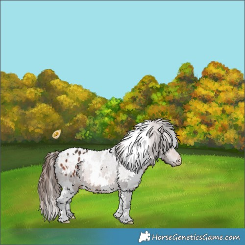 Horse Color:White Spotted Bay Appaloosa 