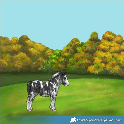 Horse Color:White Spotted Black 