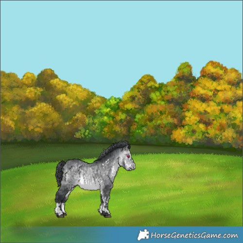 Horse Color:White Spotted Bay Chinchilla 