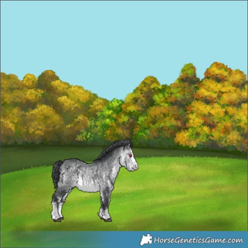 Horse Color:White Spotted Bay Chinchilla 