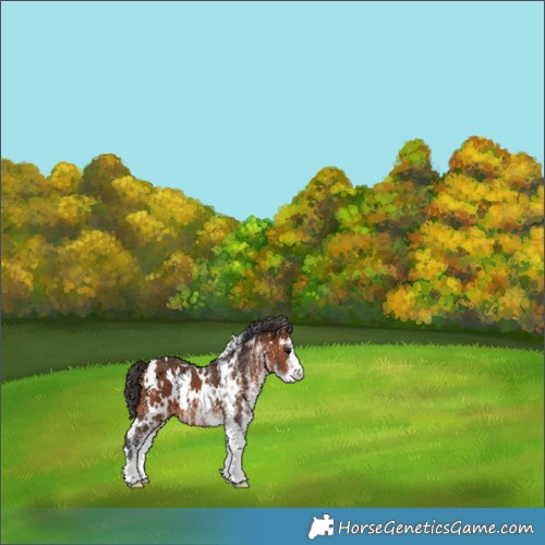 Horse Color:White Spotted Bay 