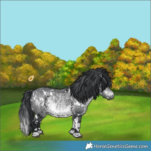 Horse Color:White Spotted Brown Chinchilla 