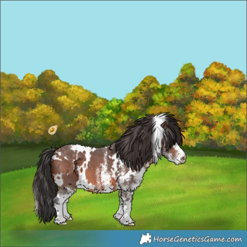 Horse Color:White Spotted Brown 