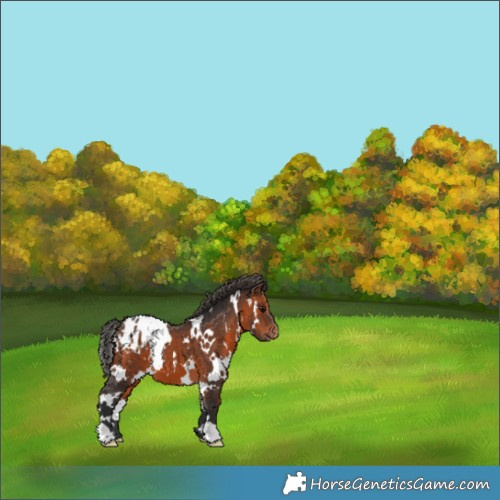 Horse Color:White Spotted Brown Appaloosa 