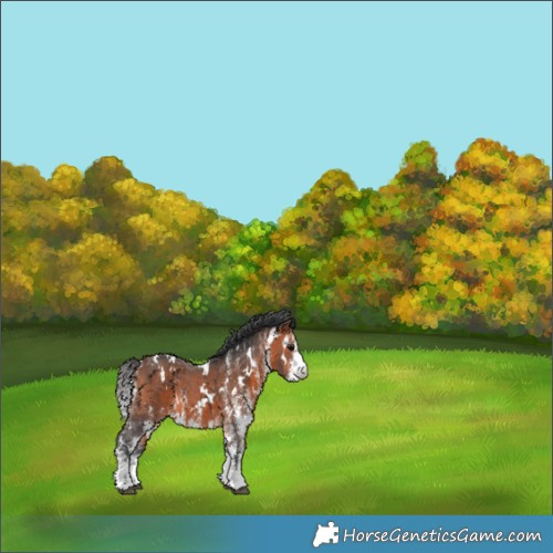 Horse Color:White Spotted Bay 