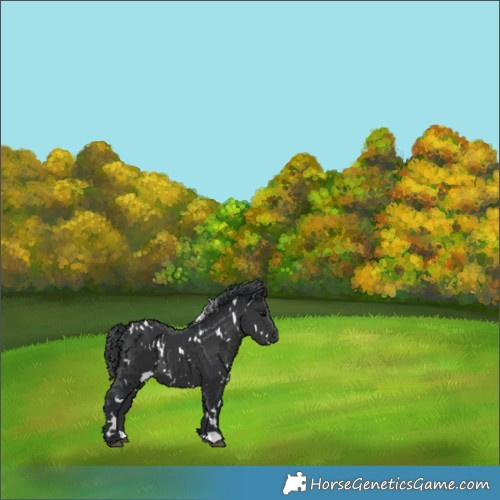 Horse Color:White Spotted Black 