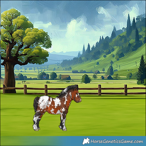 Horse Color:White Spotted Brown Blanket 