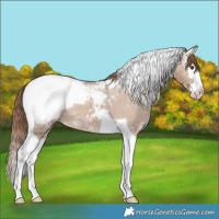Horse Color:Red Dun Ice Splash Tobiano Appaloosa Rabicano 