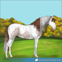 Horse Color:Red Ice Roan Splash Tobiano Appaloosa 