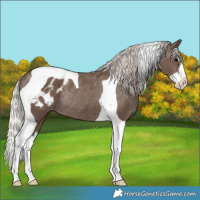 Horse Color:Silver Black Splash Tobiano Appaloosa Rabicano 