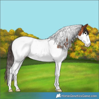 Horse Color:Bay Splash Tobiano Appaloosa Rabicano 