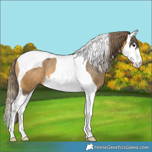 Horse Color:Buckskin Splash Tobiano Appaloosa 