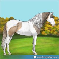 Horse Color:Buckskin Splash Tobiano Appaloosa 