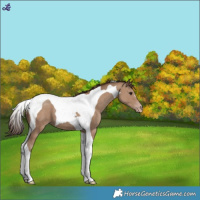 Horse Color:White Spotted Classic Champagne Tobiano 