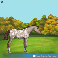 Horse Color:Classic Champagne Dun Appaloosa 