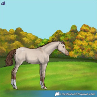 Horse Color:White Spotted Classic Champagne Dun Varnish 