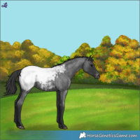 Horse Color:Blue Roan Snowcap 