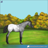 Horse Color:Blue Roan Snowcap 