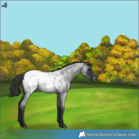 Horse Color:Blue Roan Near Fewspot 