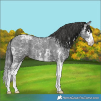 Horse Color:Black Ice Sabino Splash Appaloosa 