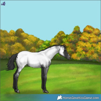 Horse Color:Blue Roan Near Fewspot 