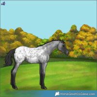 Horse Color:Blue Roan Appaloosa 