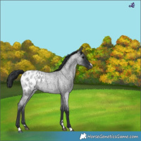 Horse Color:Blue Roan Appaloosa 