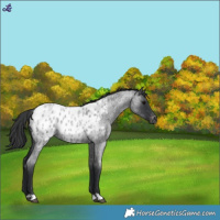Horse Color:Blue Roan Near Leopard Rabicano 