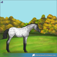 Horse Color:Blue Roan Appaloosa 