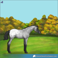 Horse Color:Blue Roan Snowcap 