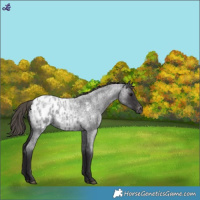 Horse Color:Smoky Blue Roan Blanket