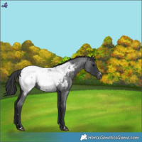 Horse Color:Blue Roan Near Fewspot 