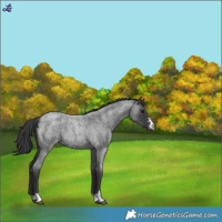 Horse Color:Blue Roan Varnish 