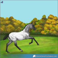 Horse Color:Blue Roan Near Fewspot